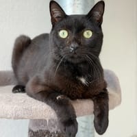 DIJANV, chat à adopter