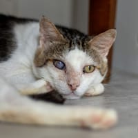 Lougate, chat à adopter