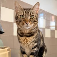 TIGER, chat à adopter