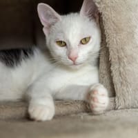 Beetle, chatte à adopter