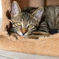 Brera, chatte à adopter