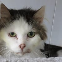 BALOO, chat à adopter