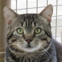 VAGABOND, chat à adopter