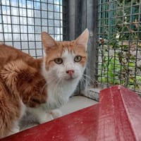 CHAI, chat à adopter