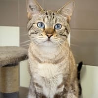MACHO, chat à adopter