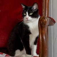 Asbjorn, chat à adopter