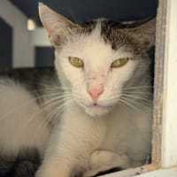 TIO, chat à adopter