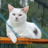 Broken, chatte à adopter