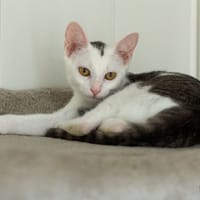 Bentley, chatte à adopter