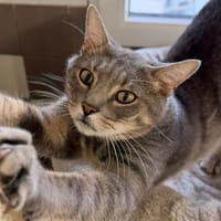 ARTHUR, chat à adopter