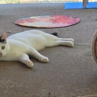 APACHE, chat à adopter