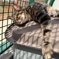 ASTON, chat à adopter