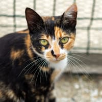 Azura, chatte à adopter