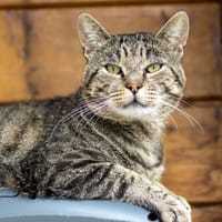 Oregon, chat à adopter