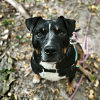 Rocky, chien à adopter