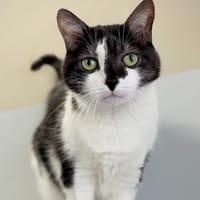 GUCCI, chatte à adopter
