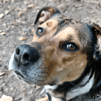 VEGETA, chien à adopter