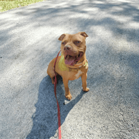 LETO, chien à adopter