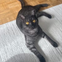 EULALIE, chatte à adopter