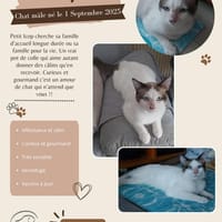 ICOP, chat à adopter