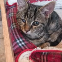 Sunny, chatte à adopter
