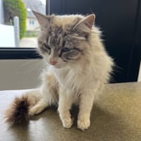 IDRIS, chatte à adopter