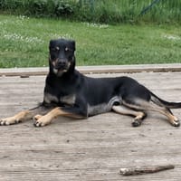 PAKO, chien à adopter