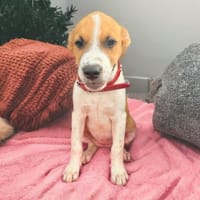 JAYA, chienne à adopter