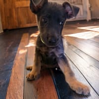 JOVA, chienne à adopter