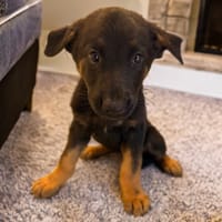 MALYA, chienne à adopter
