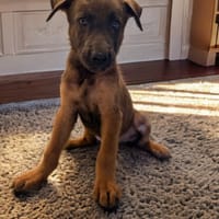 POXY, chien à adopter