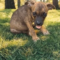 TEXAS, chien à adopter