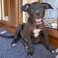IAKO, chien à adopter