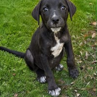 YUKO, chien à adopter
