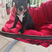 PEEKIE, chienne à adopter