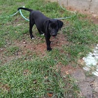 BOBBY, chien à adopter