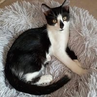 ZOOK, chat à adopter