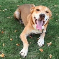 ZOUZOU, chien à adopter