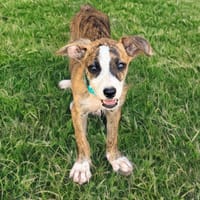 YARA, chienne à adopter