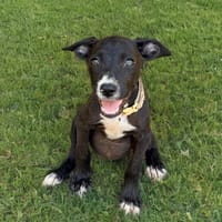 AYKO, chien à adopter