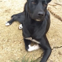 FREYA, chienne à adopter