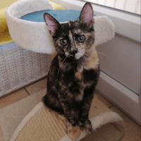 DINA, chatte à adopter