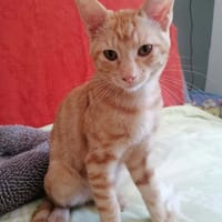 SAVANNAH, chat à adopter