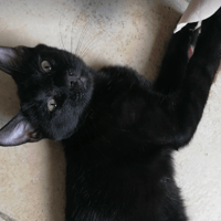 GASPARD, chat à adopter