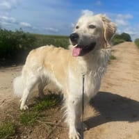 Tobia, Notfall in Deutschland, Hund zur Adoption
