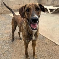 Leroy, Hund zur Adoption