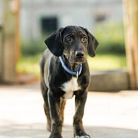 Casper - entdeckt die Welt, Hund zur Adoption