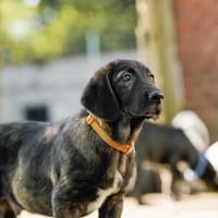 Duffy - entdeckt die Welt, Hund zur Adoption