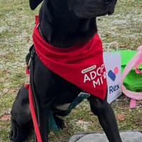 Benni - kleiner Charmeur, Hund zur Adoption