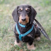 Selbstbewusster Zwerg-Rauhaardackel Otto wartet in 92431, Hund zur Adoption